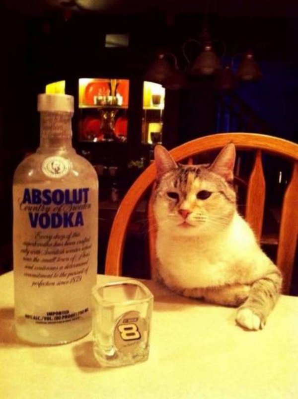 Tierbilder betrunkene Katze Vodka