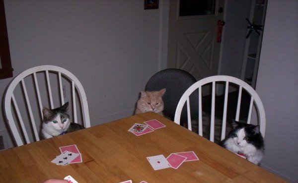 Tierbilder Katzen karten spielen