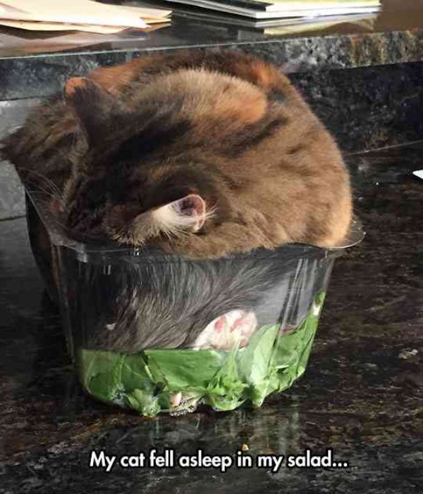 Tierbilder Katze Salat