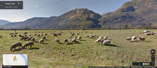 google sheep view 