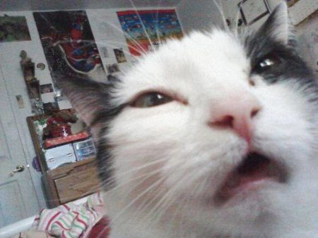 katzen, die niesen cat sneezes tumblr