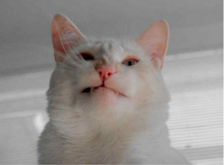 lustige katzenbilder niesende katzen
