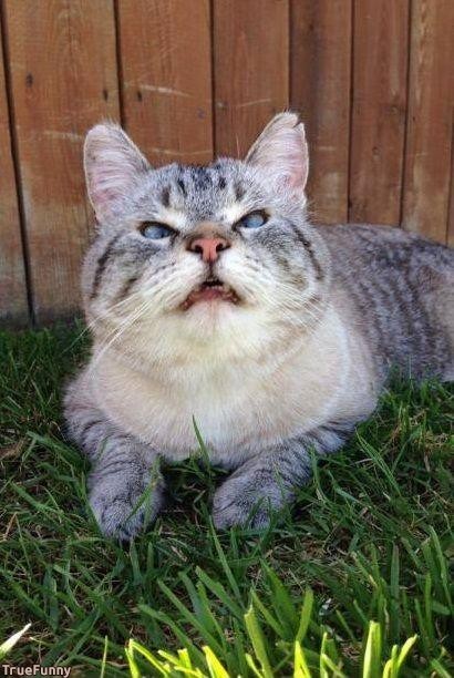 lustige katzenbilder katze niest