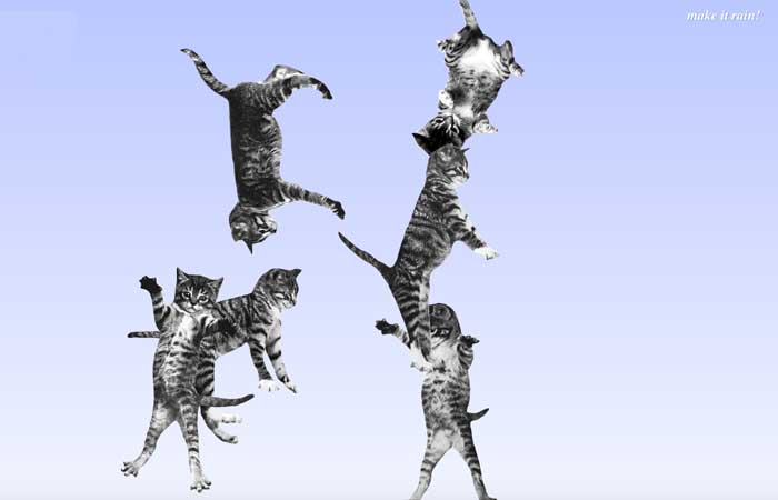 es regnet katzen cat bounce internet links lustig