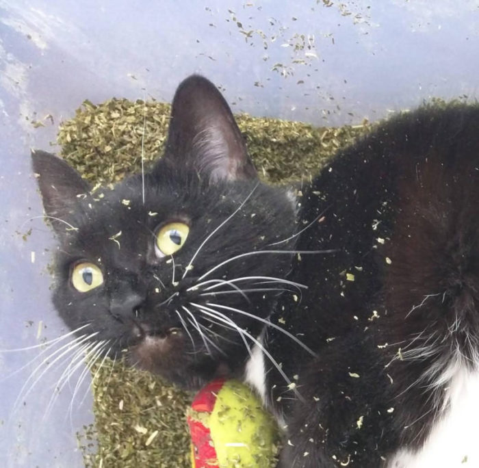 Katze im Vollrausch Catnip Katzenminze Effekt Stoner