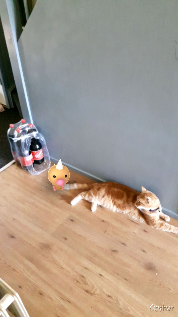 können katzen pokémon sehen? beweis