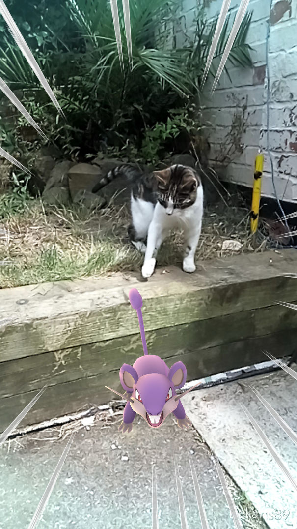 Katzen jagen Pokémon lustig App