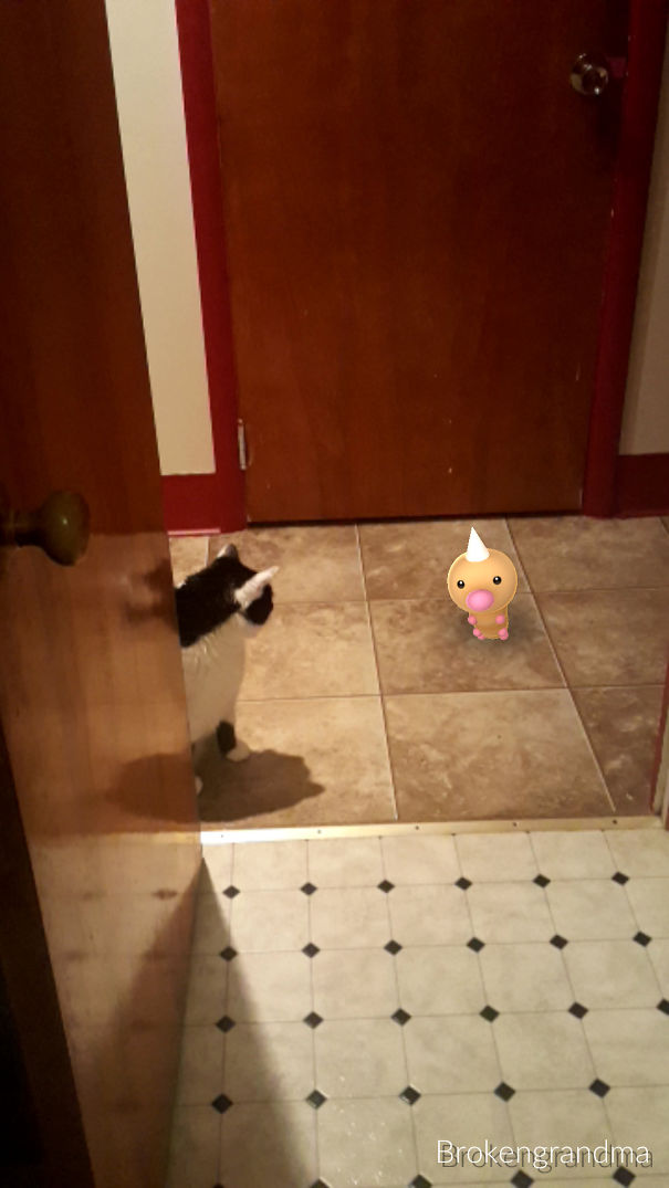 hornliu fangen katze pokémon go funny