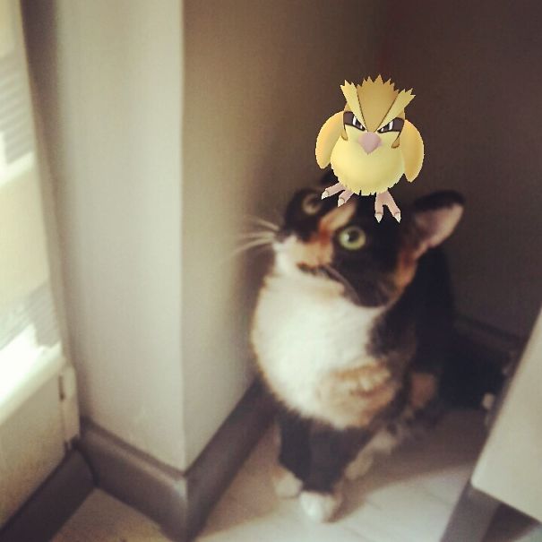 Taubsi auf Katze lustiges Bild Pokémon