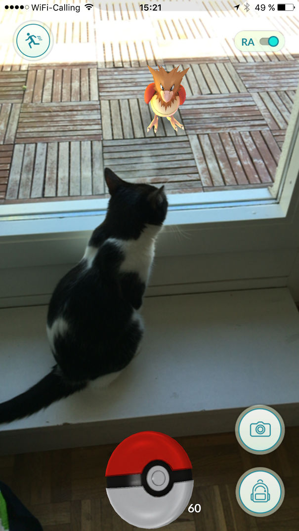 Katze sieht Habitak
