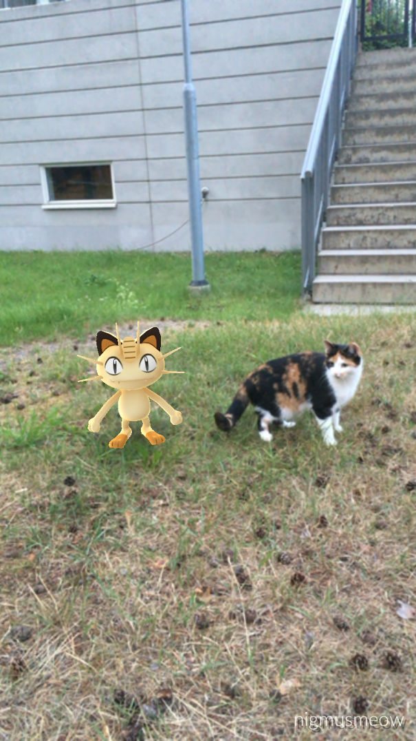 Katzen auf Pokémon Go Jagd lustig