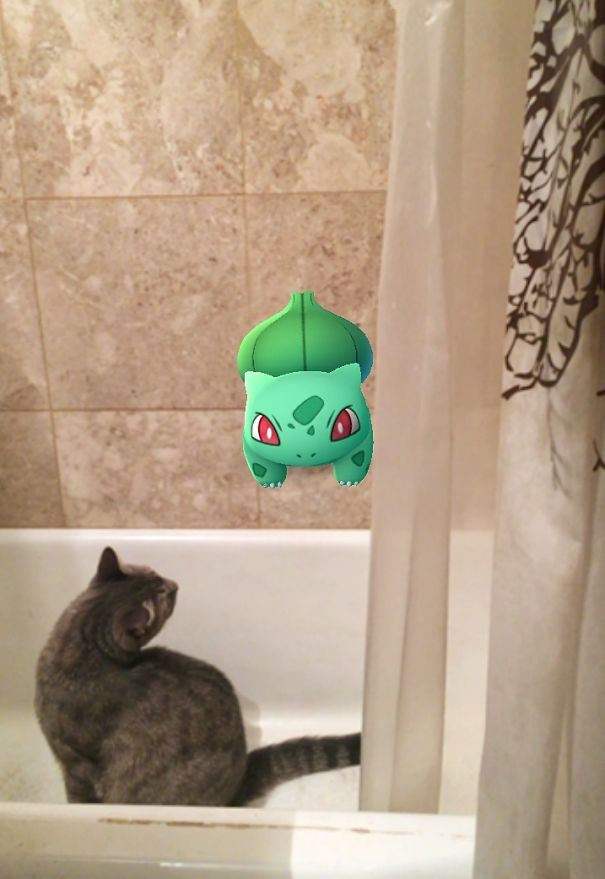 katzen spielen pokémon go