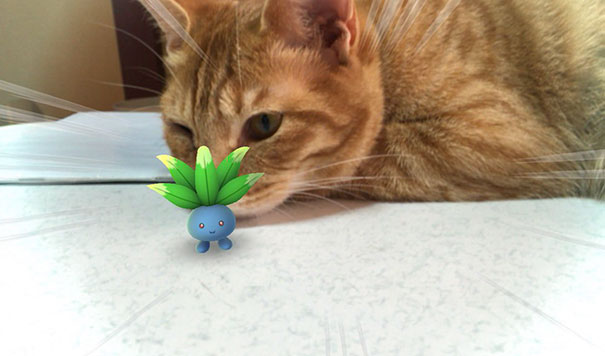 pokémon spielen mit echten tieren