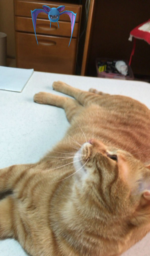 Katzen und Pokémon lustig Liste