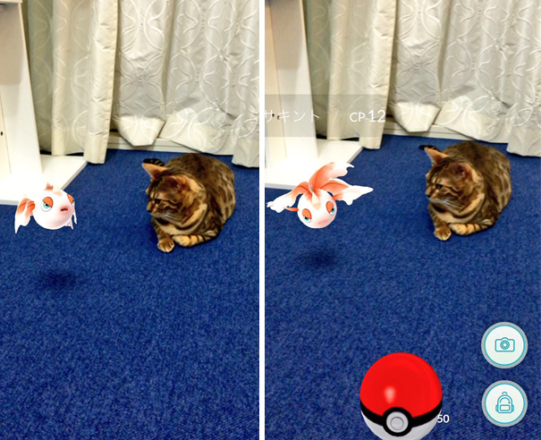 haustiere können pokémon sehen