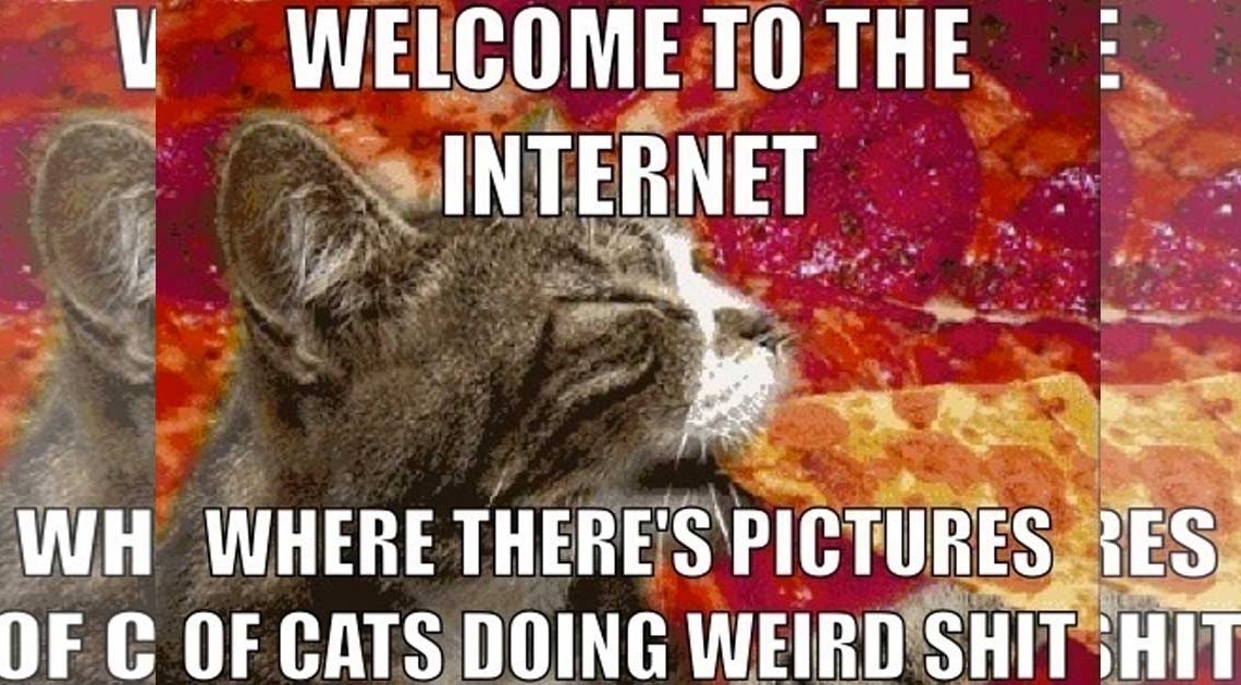 die besten sinnlosen websites mit katzen