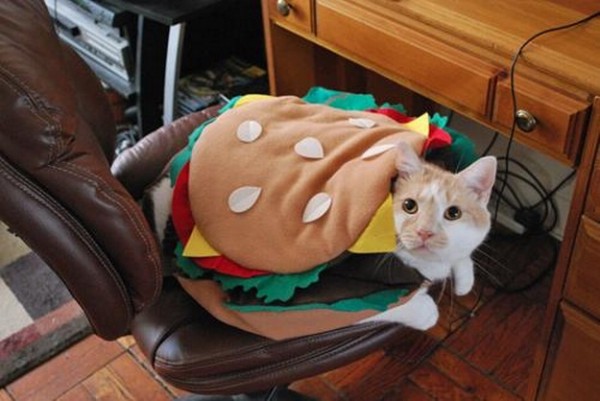 burger-cat-halloween-costume-jpg