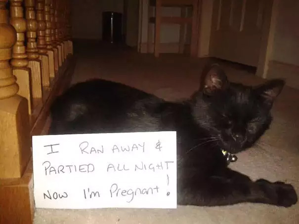 katze lustig wilde party cat shaming