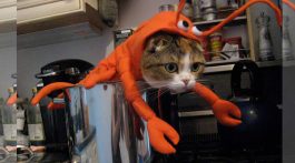 halloweenkostüme für katzen lobstercat
