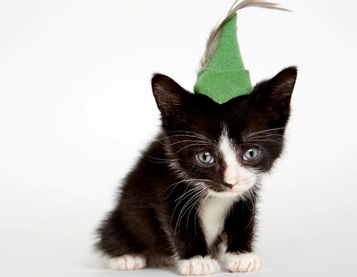 Hüte für Tierheimkatzen
