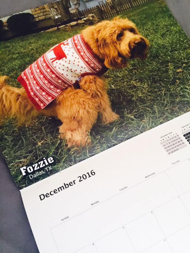 Der Kackende Hunde Kalender zum Scheißen schön! SLEAZEMAG