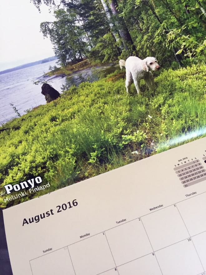 Der Kackende Hunde Kalender zum Scheißen schön! SLEAZEMAG