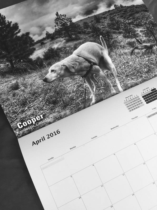 Kackende Hunde Kalender