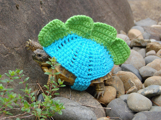 Mode für Schildkröten