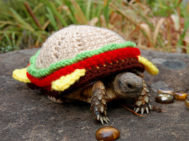 Mode für Schildkröten