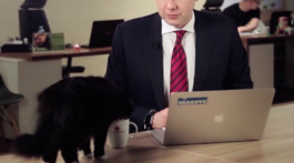 Katzen Politik Riga Catcontent